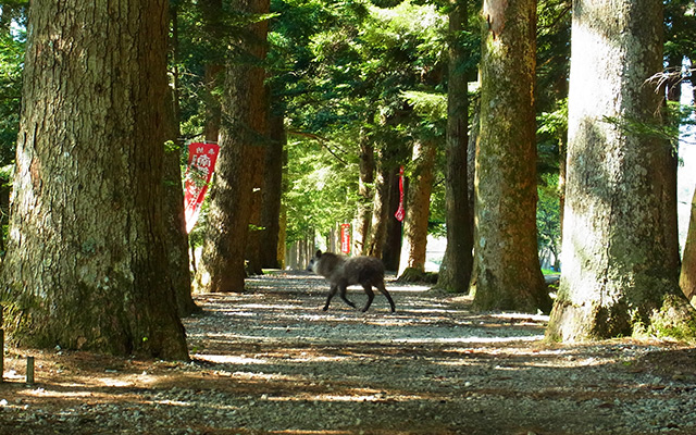 【森林セラピー】森林セラピー