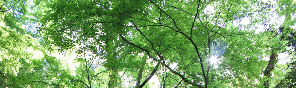 森林セラピーとは1