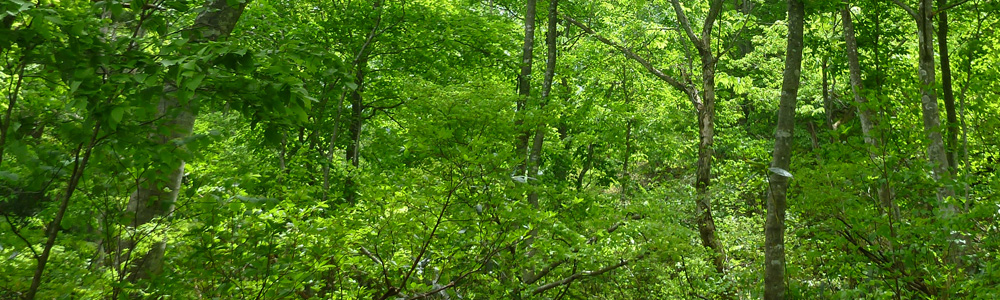 森がすがすがしいのは