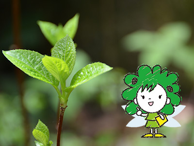 森林セラピーとは?