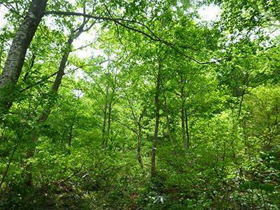 森林セラピーのおしらせ